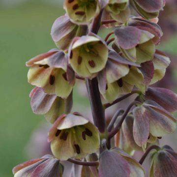 Fritillaria persica Bicolor Magic Bells - Perzische fritillaria