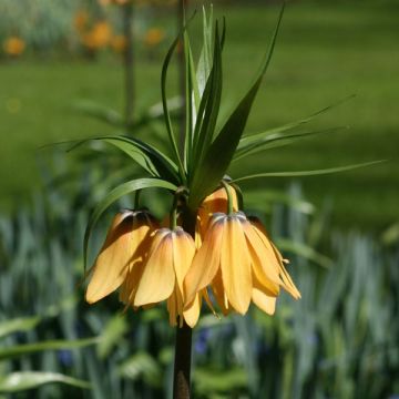 Fritillaria imperialis Vivaldi - Keizerskroon