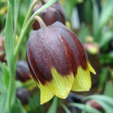Fritillaria michailovskyi - Michailovsky-fritillaria