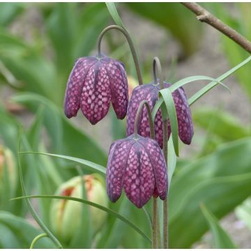 Fritillaria meleagris - Kievitsbloem
