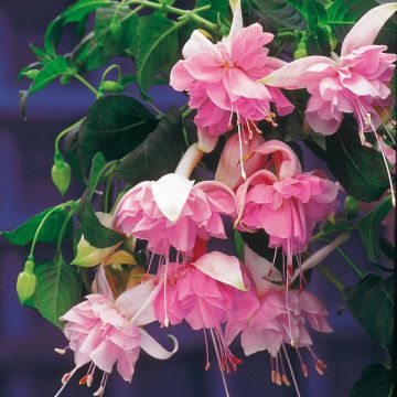 Fuchsia Pink Galore - Bellenplant