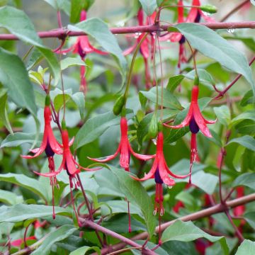 Fuchsia regia Reitzii - Bellenplant