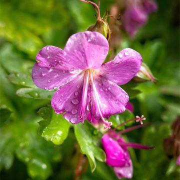 Geranium cantabrigiense Abpp Crystal Rose - Ooievaarsbek roze