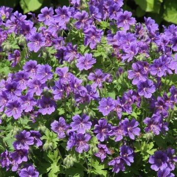 Geranium ibericum Vital - Ooievaarsbek