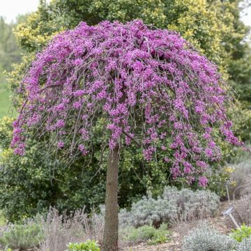 Cercis canadensis Cascading Hearts - Amerikaanse Judasboom
