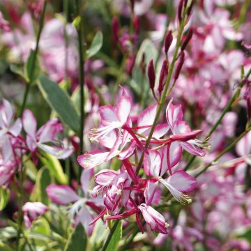 Gaura lindheimeri Freefolk Rosy - Prachtkaars