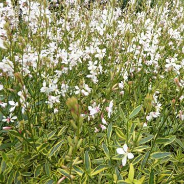 Gaura lindheimeri Corries Gold - Prachtkaars