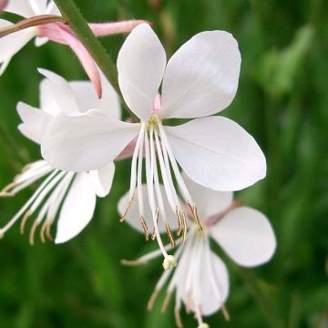 Gaura lindheimeri Snowstorm - Prachtkaars