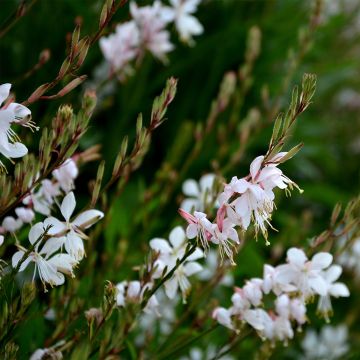 Gaura lindheimeri Summer Breeze - Prachtkaars