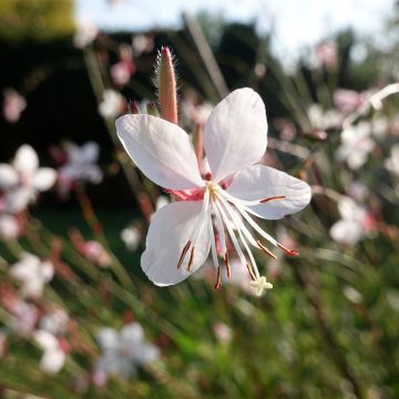Gaura lindheimeri Whirling Butterflies - Prachtkaars