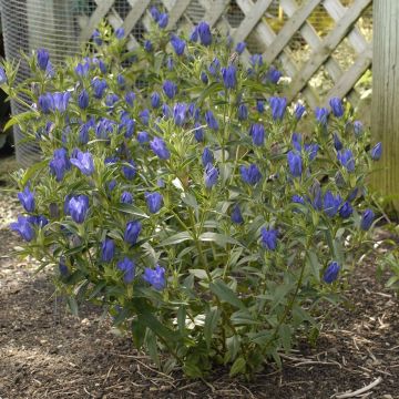 Gentiana True Blue - Gentiaan