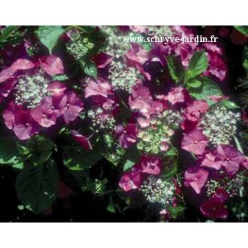 Hydrangea macrophylla Geoffrey Chabdun - Schermhortensia