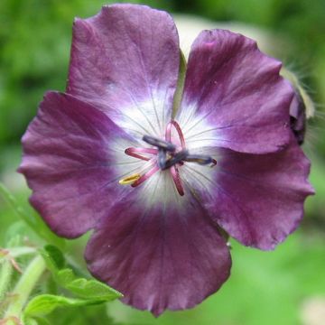 Geranium phaeum Mourning Widow - Donkere ooievaarsbek