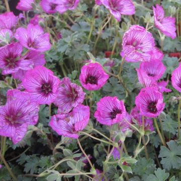 Geranium cinereum Carol - Ooievaarsbek