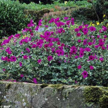 Geranium cinereum subcaulescens - Ooievaarsbek