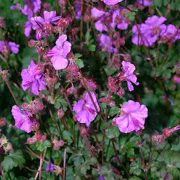 Geranium cantabrigiense Karmina - Ooievaarsbek