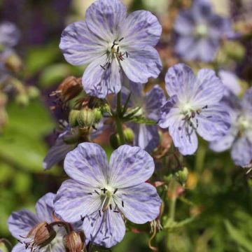 Geranium pratense Mrs Kendall Clark - Beemdooievaarsbek