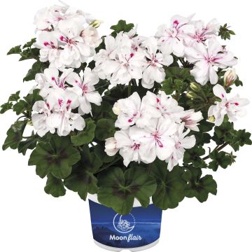 Pelargonium Moonflair White - Hanggeranium