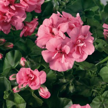 Pelargonium peltatum BIG 5 Light Pink - Hanggeranium dubbel