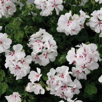 Pelargonium peltatum BIG 5 White - Hanggeranium dubbel wit