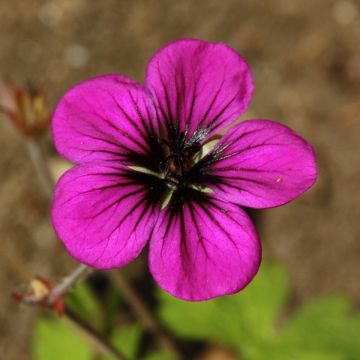 Geranium Ann Folkard - Ooievaarsbek