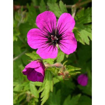 Geranium Anne Thomson - Ooievaarsbek