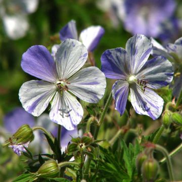 Geranium pratense Splish Splash - Beemdooievaarsbek
