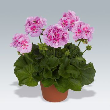 Pelargonium Icecrystal - Zonale geranium