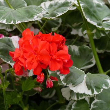 Pelargonium Wilhelm Langguth - Zonale geranium