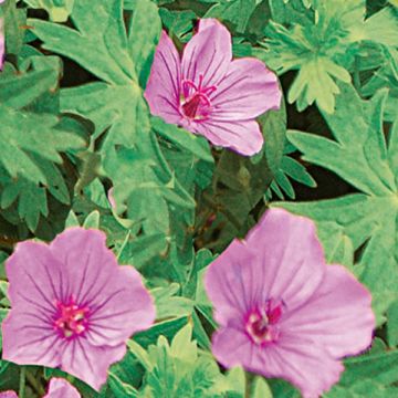 Geranium Dilys - Ooievaarsbek