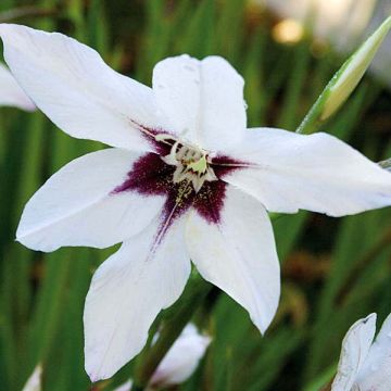 Gladiolus callianthus - Abessijnse gladiool