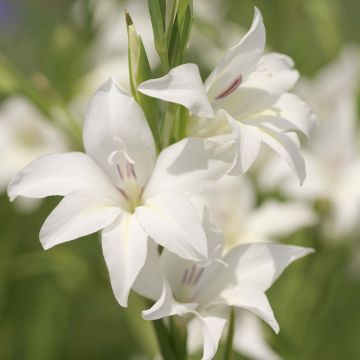 Gladiolus colvillei The Bride - Colville-gladiool