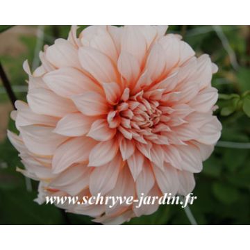 Dahlia Gordon Hoston - grootbloemige dahlia