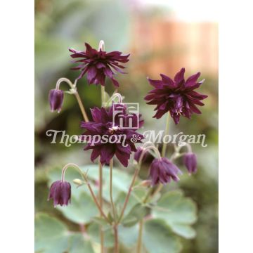 Akelei Miss I huish (zaad) - Aquilegia vulgaris