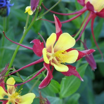 Akelei Firecracker (zaad) - Aquilegia