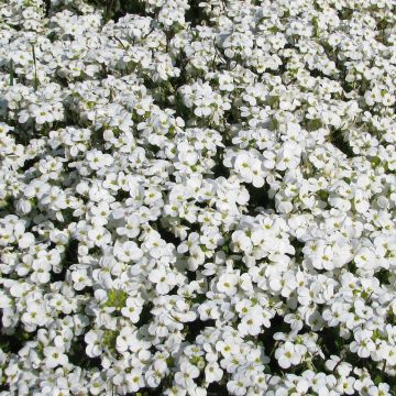 Arabis caucasica Snowball (zaad) - Randjesbloem