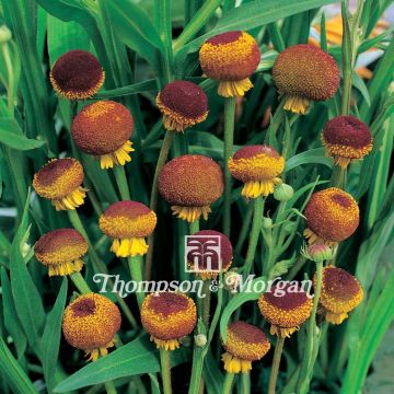 Helenium puberulum Autumn Lollipop (zaad) - Zonnekruid