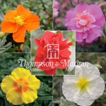 Helianthemum Mix (zaad) - Zonneroosje