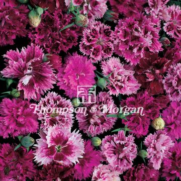 Chinese anjer Victoriana (zaad) - Dianthus chinensis