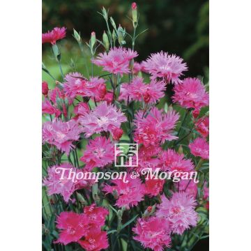 Anjer Elegance Pink F1 (zaad) - Dianthus