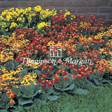 Pantoffelplant Sunset Mixed (zaad) - Calceolaria