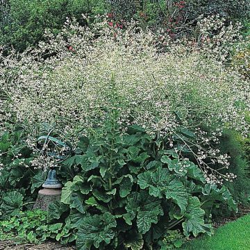 Crambe cordifolia (zaad) - Bolletjeskool