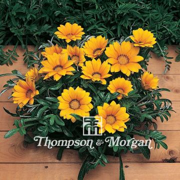 Gazania Kiss Gold F1 (zaad) - Middaggoud