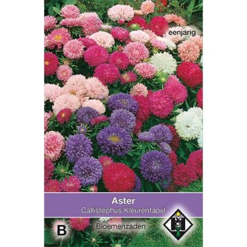 Zomeraster Surpresso (zaad) - Callistephus chinensis