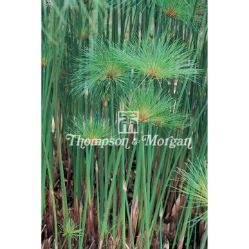 Cyperus papyrus (zaad) - Papyrusplant