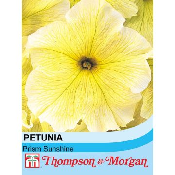 Petunia Perkpetunia Prism Sunshine F1 (zaad) - Hangpetunia