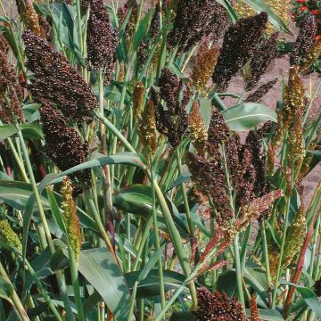 Sorghum nigrum (zaad) - Kafferkoren