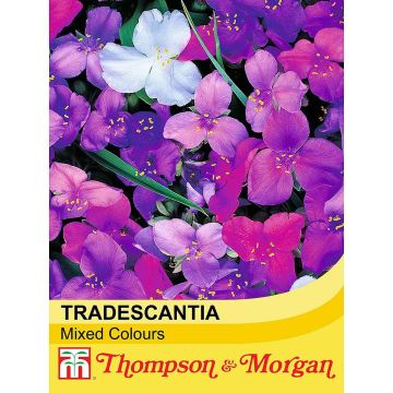 Tradescantia andersoniana Mixed Colours (zaad) - Eendagsbloem