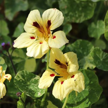 Oost-Indische kers Cream Troika (zaad) - Tropaeolum majus