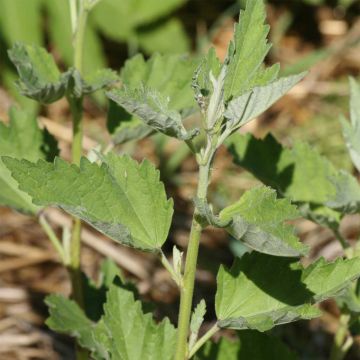 Heemst BIO Ferme de Sainte Marthe - Althaea officinalis